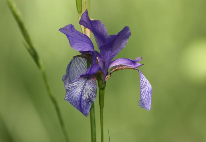 iris ?